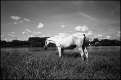 Edition 1/10 -White Horse, Candes Saint Martin, Loire, Valley, France Photograph