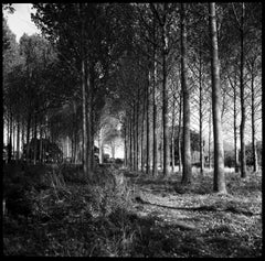 Edition 1/10 - Wickham Skeith I, Suffolk, Silver Gelatin Photograph