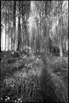 Edition 1/10 - Wickham Skeith, Suffolk Photograph, 2015
