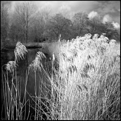 Édition 1/10 - Wild Grasses, Alder Carr, Suffolk, photographie à la gélatine argentique