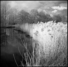 Édition 1/10 - Wild Grasses, Alder Carr, Suffolk, photographie à la gélatine argentique