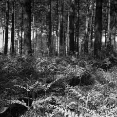 Edition 1/10 - Woodland, Dunwich, Suffolk Photograph, 2013