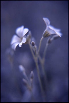 Edition 1/10 – Holzschnabel, Gallium Odoratum Fotografie, Gallium Odoratum, 2015