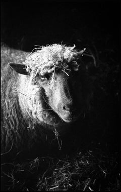 Édition 2/10 - Ewe in Barn, Suffolk, photographie de gélatine argentique