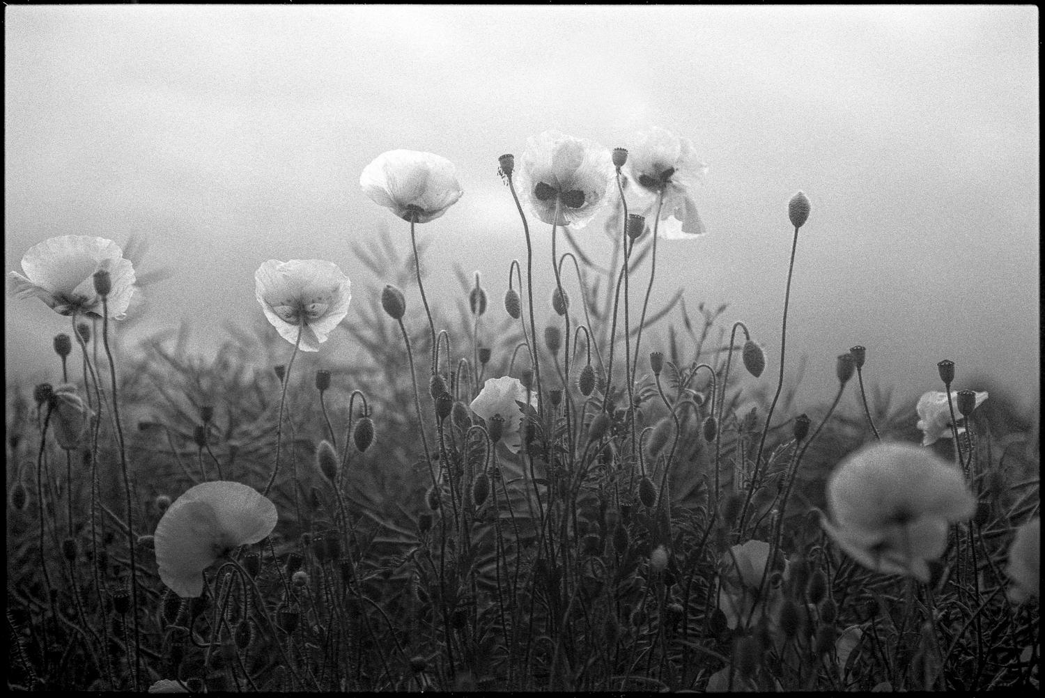 Paul Cooklin Black and White Photograph - Edition 2/10 - Poppy's, Suffolk, Silver Gelatin Photograph