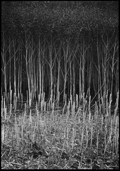 Edition 2/10 - Stubble, Occold, Suffolk Photograph, 2011