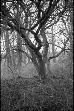 Edition 2/10 - Thornham Walks, Suffolk Photograph, 2015