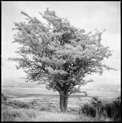 Edition 2/10 -Tree, Exmoor [Infrared Film] Photograph, 2011