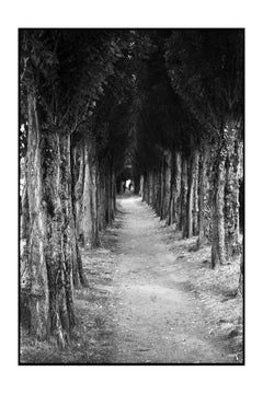 Edition 2/10 - Treeline, Honfleur, France Photograph Photograph, 2017