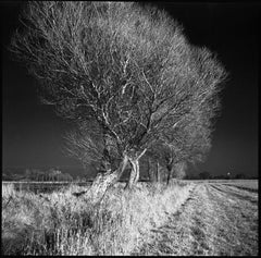 Edition 2/10 - West Thorpe IV, Suffolk [Infrared Film] Photograph, 2013
