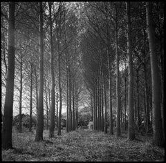 Edition 2/10 - Wickham Skeith III, Suffolk Photograph, 2009