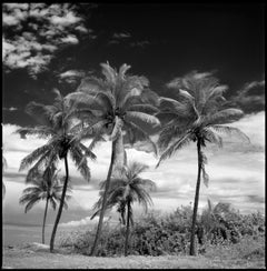 Edition 3/10 - Coconut Trees, Santa Maria Beach, Silver Gelatin Photograph