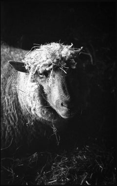Edition 3/10 – Ewe in Barn Photograph, 2013