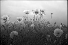 Edition 3/10 - Poppies I, Suffolk Photograph, 2010
