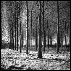 Edición 3/10 - Wickham Skeith VI, Suffolk, Fotografía, 2013