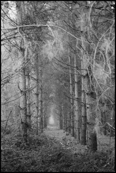 Thorpe Forest, Thetford, Suffolk - Limited Edition of 10 Photograph, 2021