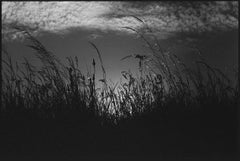 Wild Grasses, Suffolk - Limited Edition of 10 Photograph, 2021