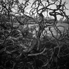 Abstract Bark Print, 2009