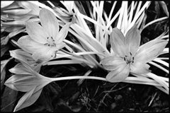 Autumn Crocus #2 Print