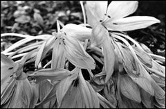 Autumn Crocus #5 Print