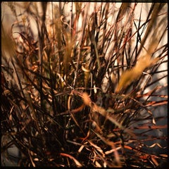 Dronning Ingrid, Miscanthus Sinensis Print