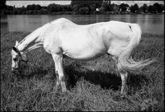 Edition 1/10 AP 2/5 - White Horse, Candes Saint Martin Loire Valley France Print