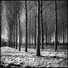 Edition 2/50 - Wickham Skeith VI, Suffolk Print, 2013