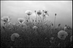 Edition 6/10, AP 2/5 - Poppies, Suffolk Print, 2010