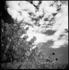Flora, Santa Maria Beach, Havana, Cuba Print
