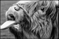 Highland Cattle, Baylham Rare Breeds, Suffolk Print