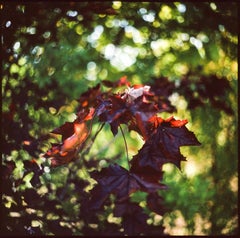 Maple Leaves Print