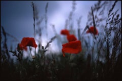 Poppies I Print