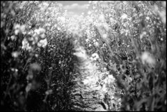 Rapeseed, Suffolk Print, 2010