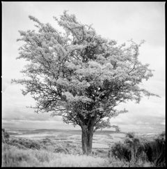 Albero, Exmoor (Pellicola a infrarossi) Stampa