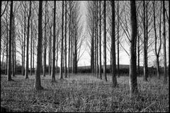 Treeline, Beccles, Suffolk Print