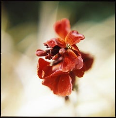 Wallflower, Occold, Suffold Stampa d'arte, 2010