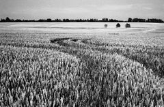 Wheat Field, Occold, Suffolk Print, 2009