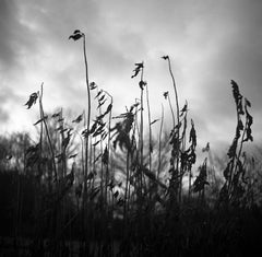 Decadenza invernale, Suffolk Print, 2009