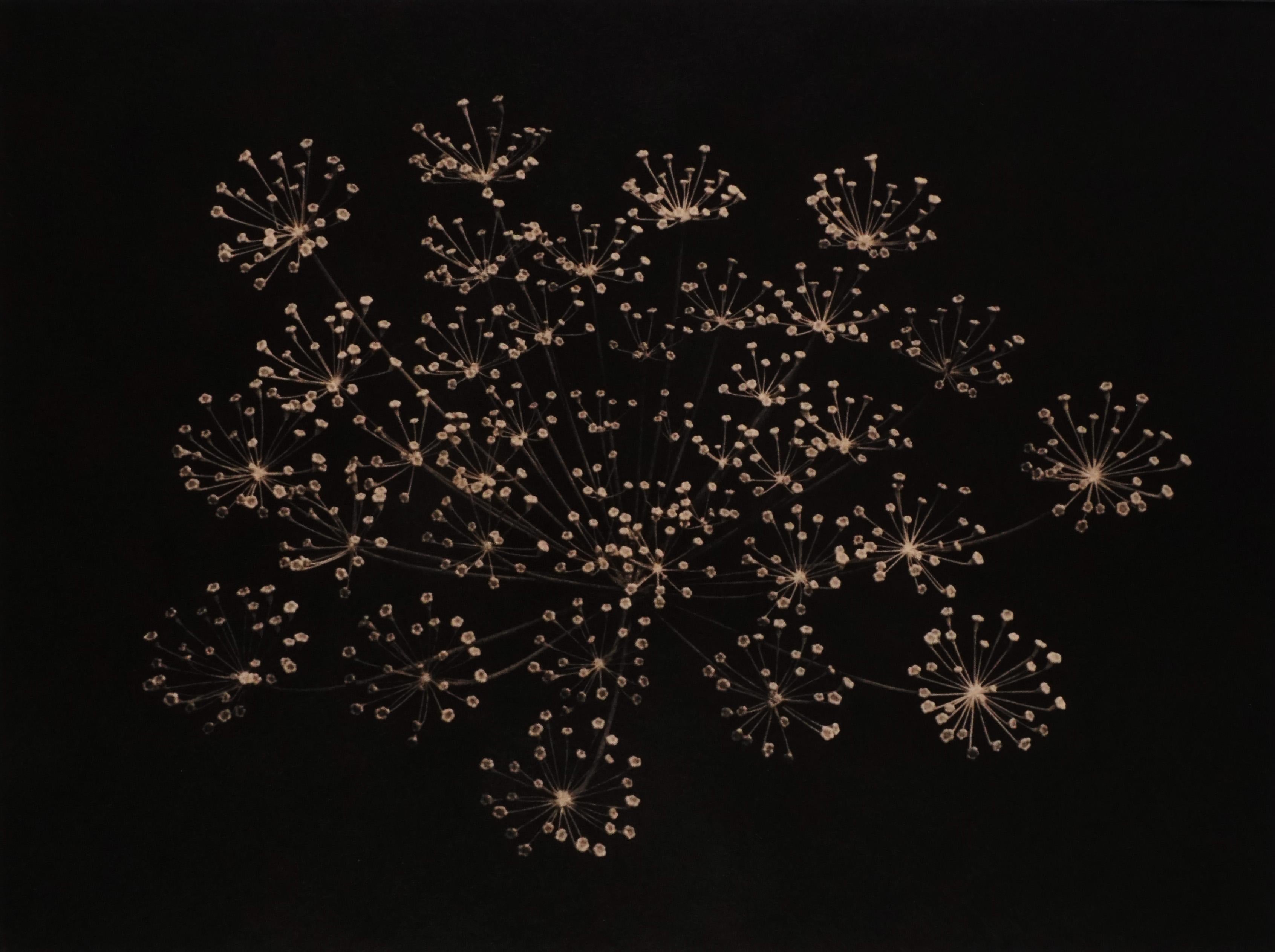 Paul Cupido  Color Photograph – Hanabi