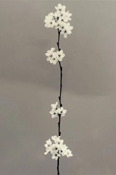 Sakura Bloom