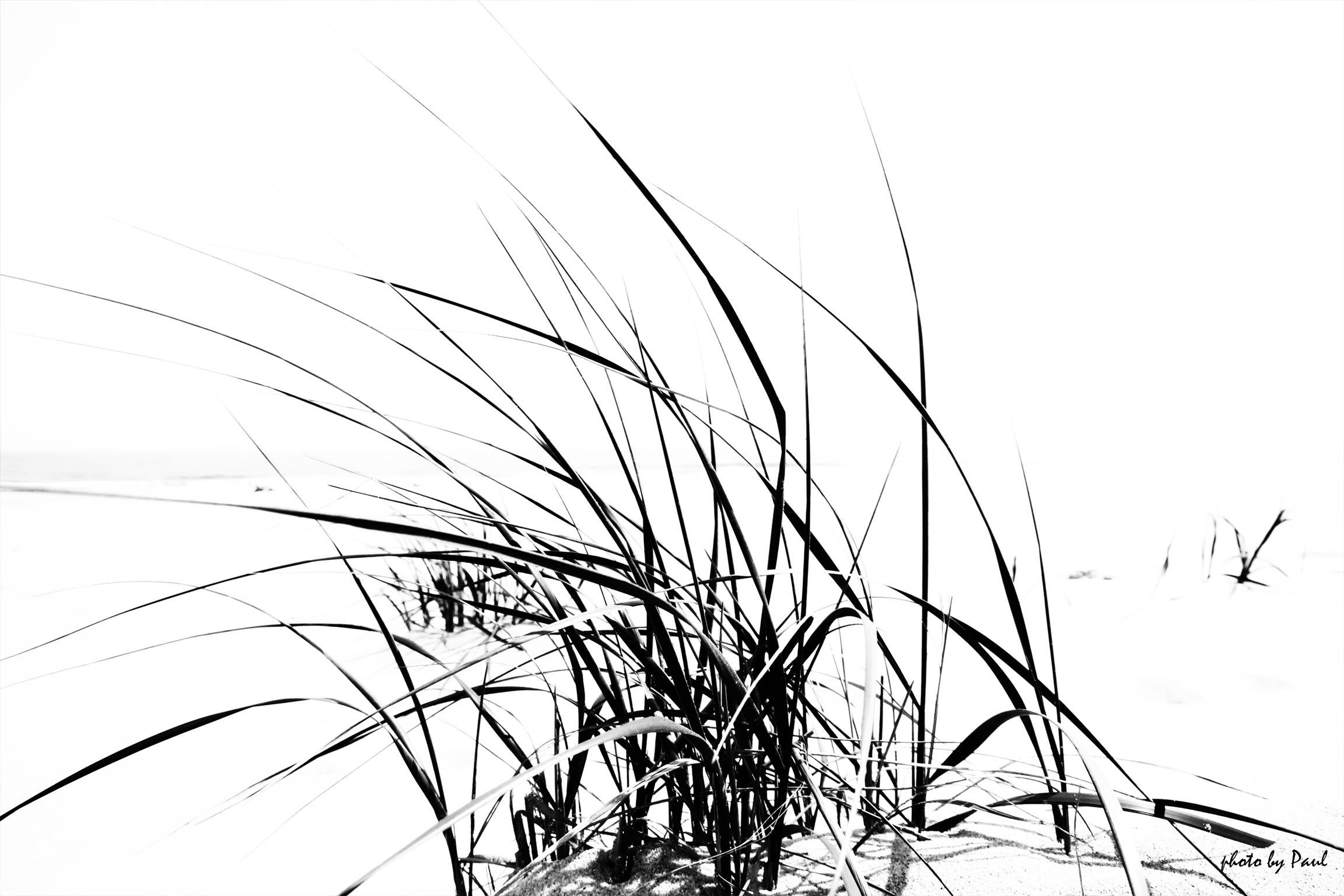 Beach Grass - Art by Paul Dempsey