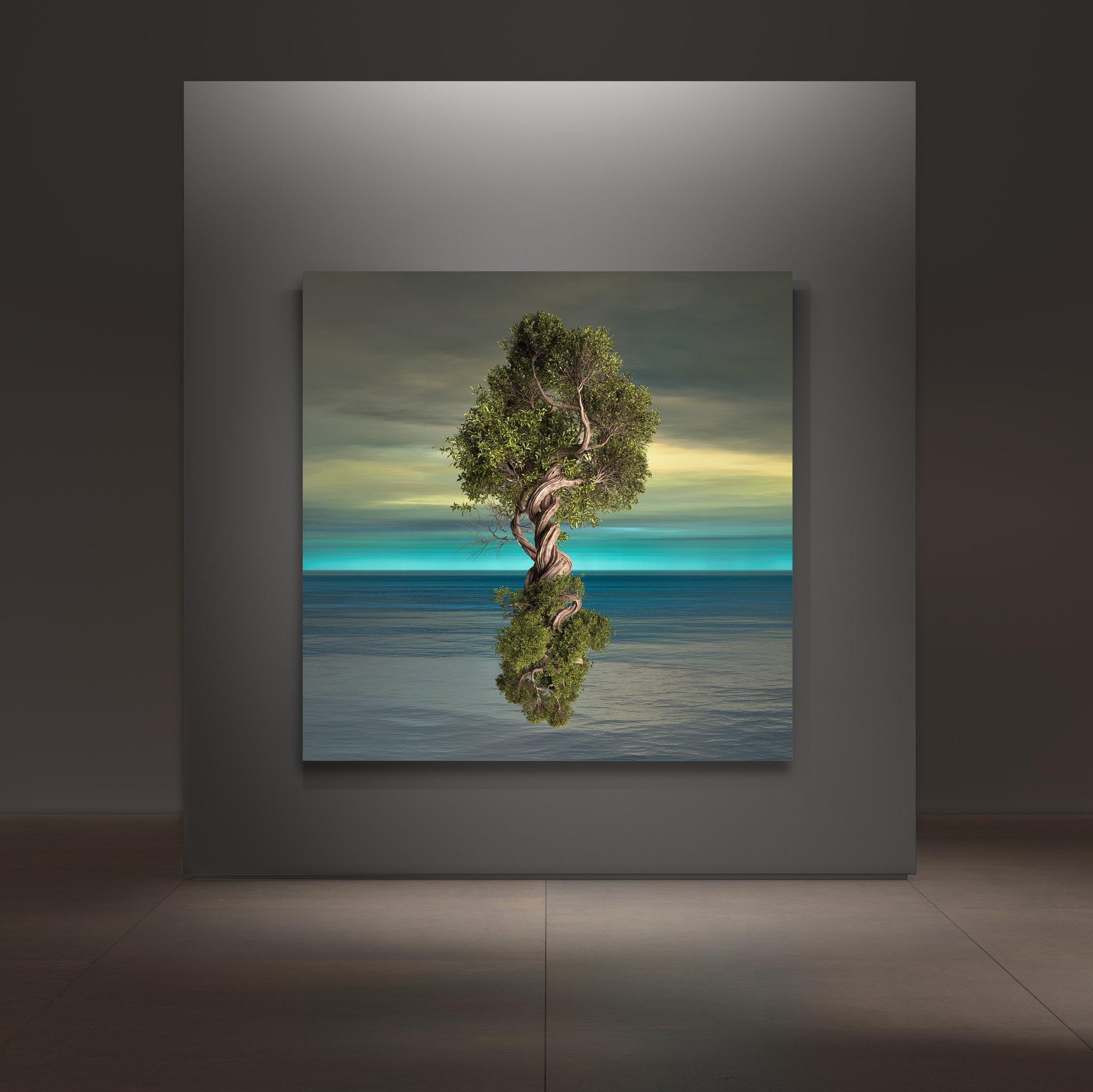 Arbore-6 - Gray Landscape Photograph by Paul-Émile Rioux