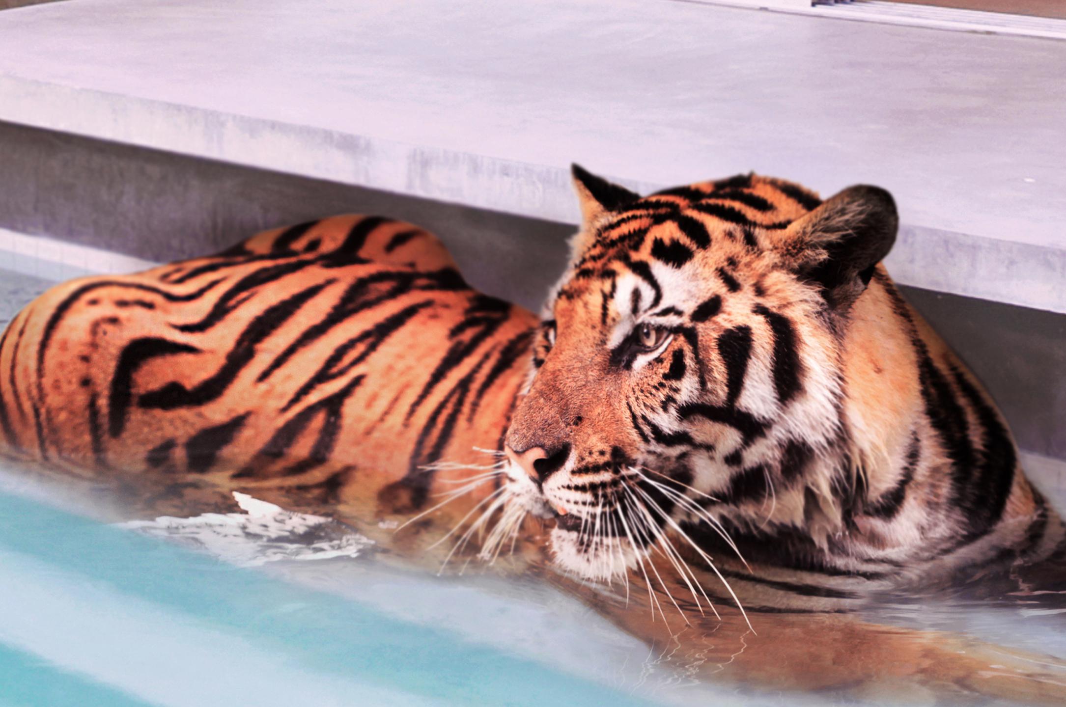 Palm Springs Tigers - signed limited edition print - Photograph by Paul Fuentes