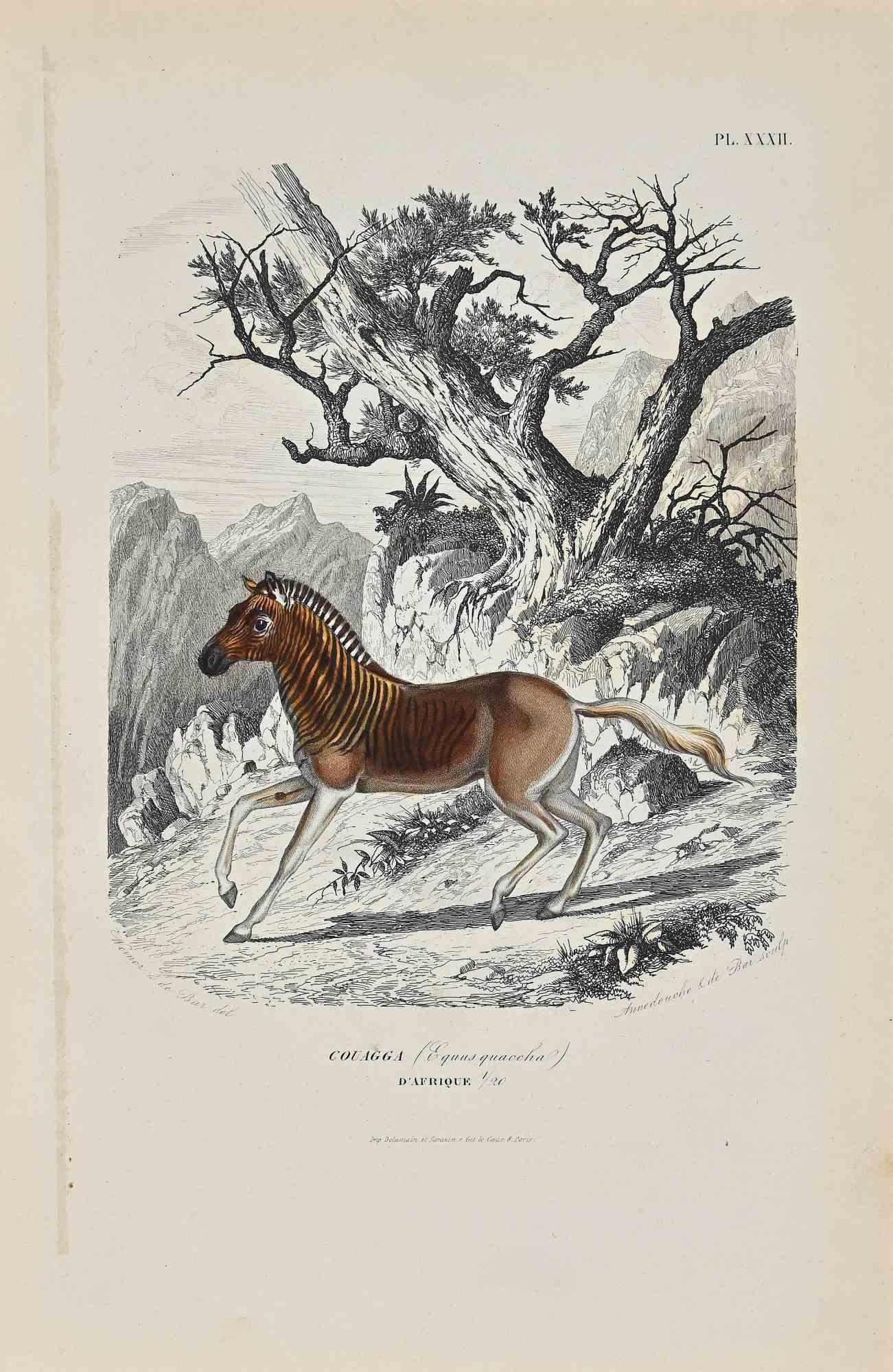 African Couagga ist eine Originallithografie auf elfenbeinfarbenem Papier, die von Paul Gervais (1816-1879) geschaffen wurde. Das Kunstwerk stammt aus der Serie "Les Trois Règnes de la Nature" und wurde 1854 veröffentlicht.

Guter Zustand bis auf