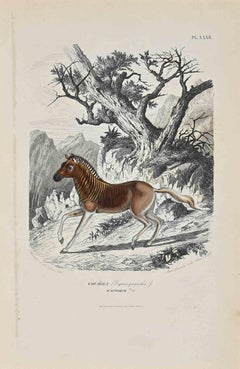 African Couagga - Original Lithograph by Paul Gervais - 1854