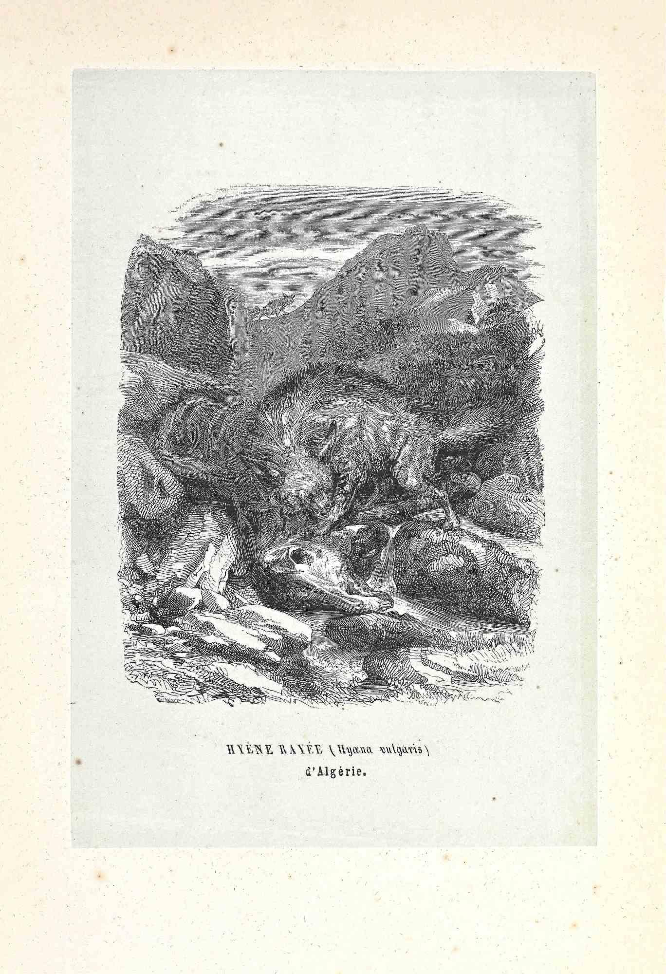 Algerian Hyena is an original lithograph on ivory-colored paper, realized by Paul Gervais (1816-1879). The artwork is from The Series of "Les Trois Règnes de la Nature", and was published in 1854.

Good conditions.

Titled on the lower.

The series
