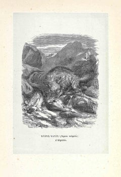 Hyena algérienne - Lithographie originale de Paul Gervais - 1854