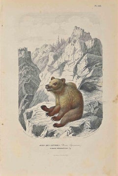 Bear from Austria - Original Lithograph by Paul Gervais - 1854