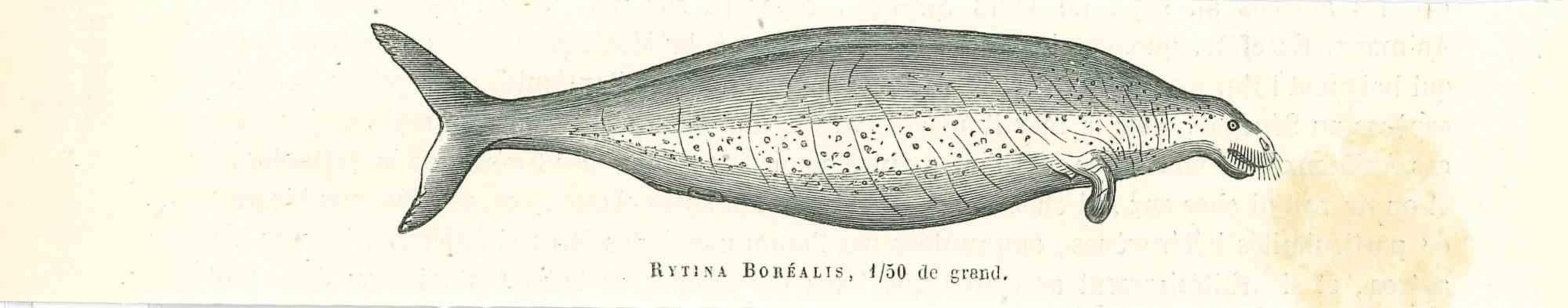 Bytina Borealis - Original Lithograph by Paul Gervais - 1854
