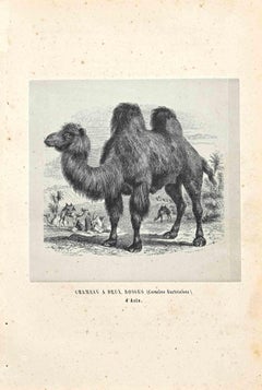 Camel mit zwei Humps – Originallithographie von Paul Gervais – 1854